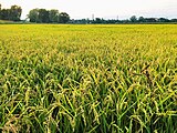 A rice field near Pavia.