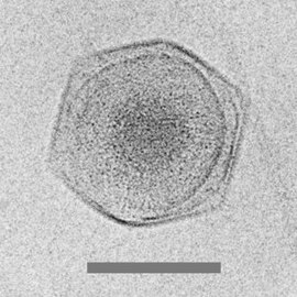 Cryo-electron micrograph of the CroV giant virus [71] scale bar=0.2 μm