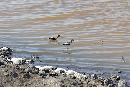 Birds in the salt pond