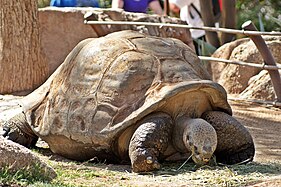 Galápagos tortoise (Chelonoidis nigra)