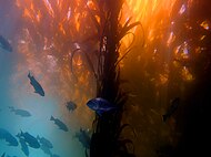 Scuba diving in a kelp forest in California