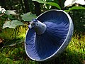 Image 21The blue gills of Lactarius indigo, a milk-cap mushroom (from Mushroom)