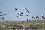 Sandhill cranes in flight, Muleshoe National Wildlife Refuge