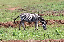 Plains zebras (or Equus quagga) are listed as 'near threatened' by the IUCN.
