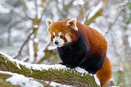 Red panda on a snowy tree-branch with a focused expression