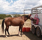 Horse tied to an overhead pole on a trailer