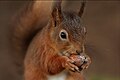 Red squirrel (Sciurus vulgaris) eating a hazelnut, England