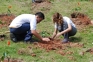 Students plant a tree at a school in Maricao