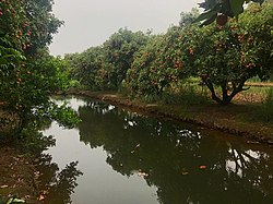 lychee garden in Thanh Hà district