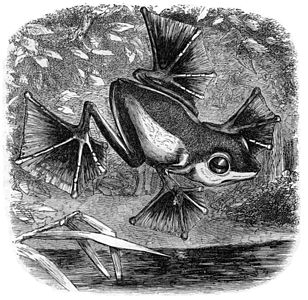 illustration of Wallace's flying frog