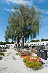 2 Friedhofs-Birken