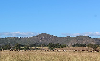 Cattle in Jauca.