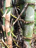 Bambusa blumeana's lower culms