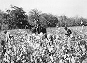 An overseer on horseback observes the enslaved people picking cotton, c. 1850