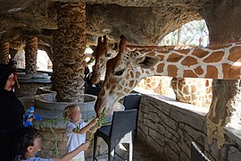 Northern giraffes being fed by children