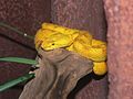 Image 39Eyelash viper (Bothriechis schlegelii) (from Wildlife of Costa Rica)