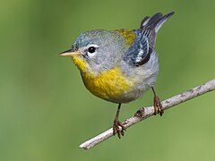 Northern parula on a branch