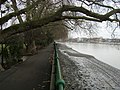 River Thames by Bishop's Park