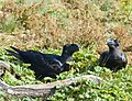 Thick-billed raven courtship, Simien Mountains, Ethiopia