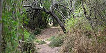 Trail through mature thornscrub forest in Santa Ana National Wildlife Refuge, Hidalgo County, Texas, USA (14 April 2016).