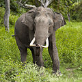 Asiatischer Elefantenbulle