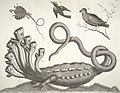 The Hamburg Hydra, from the 1st volume (1734)
