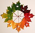 Spektrum der Herbstfärbung