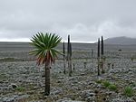 Large lobelia plants in a highland habitat with low vegetation