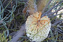 a golden ovoid bud in front of foliage and a greyish hairy ovoid flower spike behind