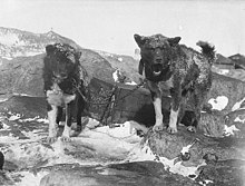 Two large dogs with dark, heavy fur stand on snow and rock. They are chained to a crate and face the camera.