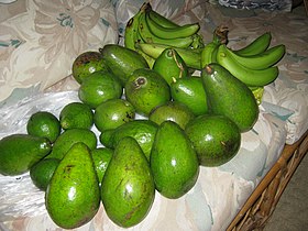 Avocado harvest in Cayey