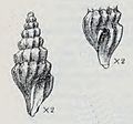 Inodrillia amblytera created by Bush in 1893