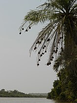 Spherical village weaver nests suspended from a palm tree, West Africa