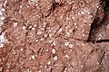 Hierlatzkalk der späten Trias/frühen Jura mit fossilen Seelilien, Fludergrabenalm, Austria; Dekorstein des Salzkammerguts bekannt als Fludergrabenmarmor