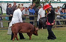 Sow at a livestock show in England
