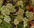 Sperm of the liverwort Marchantia polymorpha are produced on the upper surface of antheridiophores.