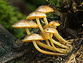 Image 32Mushrooms are considered a kind of fungal reproductive organ. (from Mycology)