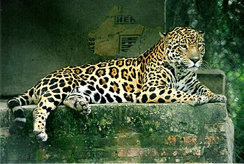Jaguar (Panthera onca)