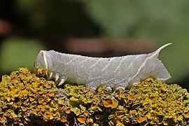 Poplar hawk-moth (Laothoe populi) late instar larva