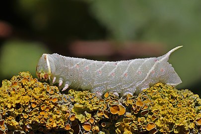 Poplar hawk-moth late instar larva Laothoe populi France