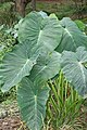 Image 2The taro (saonjo in Malagasy) is, according to an old Malagasy proverb, "the elder of the rice" (Ny saonjo no zokin'ny vary), and was also a staple diet for the proto-Austronesians (from History of Madagascar)