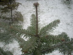 Ice on coniferous tree in Tomaszów Mazowiecki, Poland