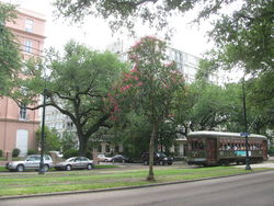 Streetcar on St. Charles Avenue in the Garden District with Mardi Gras beads on a tree in the foreground