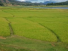 Reisfelder am See