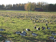 A flock feeding at Helsinki, Finland