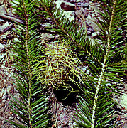 The cone structure of Abies bracteata