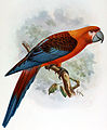Kubaara ausgestorben Extinct Birds, by Lionel Walter Rothschild
