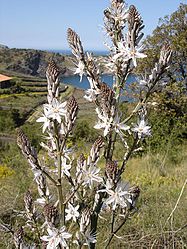 Asphodel, one of the Mediterranean herbs found in Ithilien