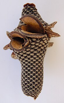 cigar-shaped patterned spike with open valve-like seed pods.