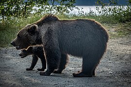 Brown bears roaming Transfăgărășan